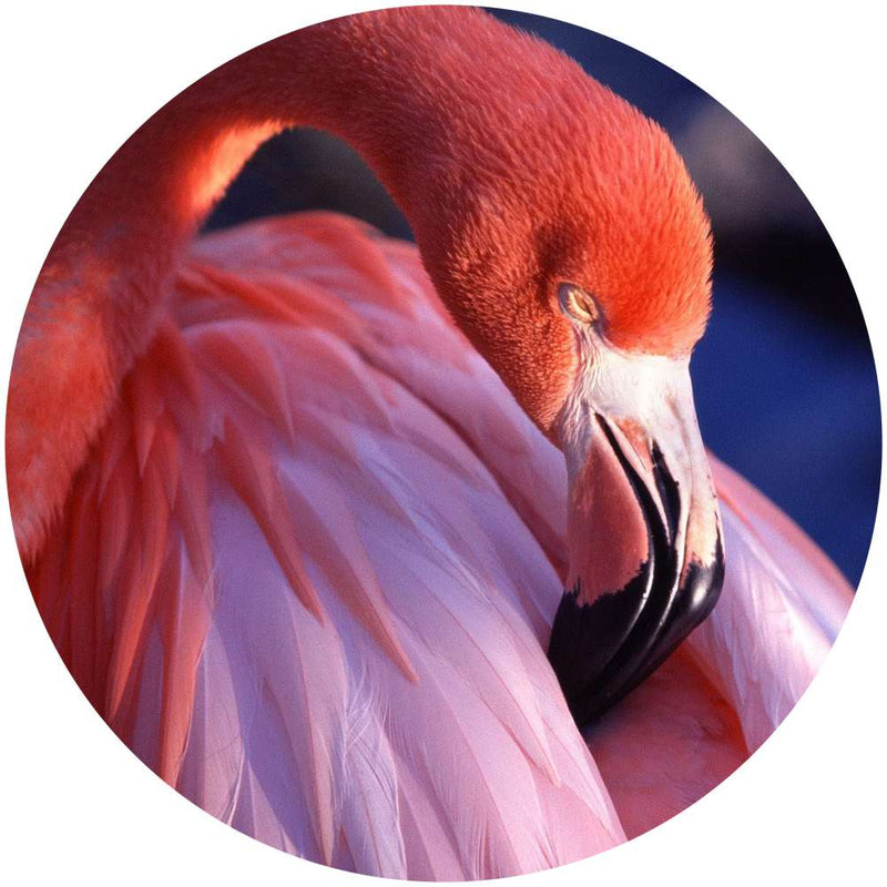 Painel Redondo de festa Flamingo 130x130 - FLA04